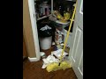 How to tell which dog got into the trash!