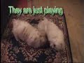 Adventures of Brandy the Maltese first date