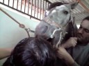 DENTISTA DE CABALLO