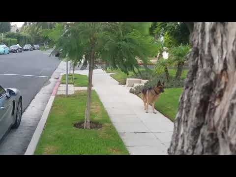 Właściciel postanowił schować się przed swoim psem na spacerze. Reakcja zwierzaka była bezbłędna!