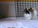 bunzy cam 6