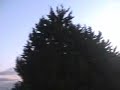 Starlings swarming at dusk - Shakespear's Sister - Stay