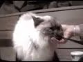 Two headed cat