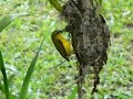 Birds - Sunbird at Daintree Valley Haven