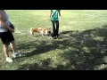 Video for shiba inu seattle meetup 45