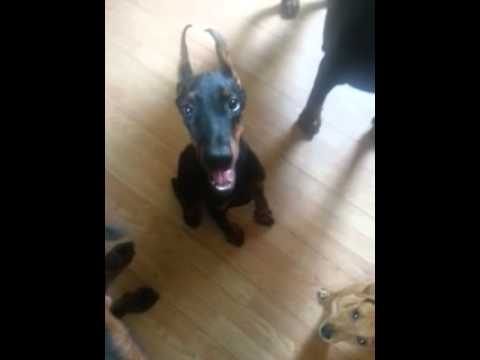 akc black show quality female available