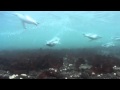 Diving with Juvenile Gentoo Penguins