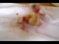 Handfeeding week old cockatiel