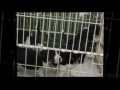 Rescued pups need forever homes