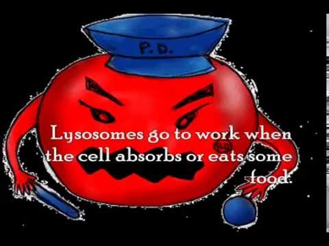 Lysosomes
