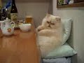 Fatass Cat Eats Fatass Meal Fatass Cat Eats Fatass Meal