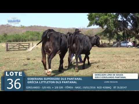 LOTE 36 - 2 ANIMAIS -