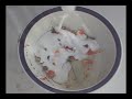 How to make A fake pile of vomit. Use it again and again! See more videos at googlevideos.tv Distributed by Tubemogul.