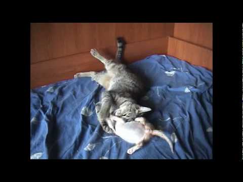 Immagine anteprima YouTube