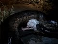 Huge Python Eating White Rabbit... Huge Python Eating White Rabbit...