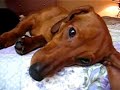 Sleepy Doxies