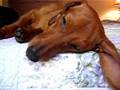 Sleepy Doxies