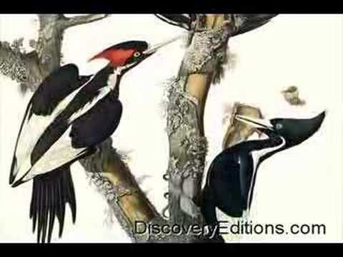 IVORY-BILLED WOODPECKER SIGHTED IN ...