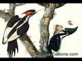 IVORY-BILLED WOODPECKER SIGHTED IN SINGER TRACT