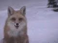Red Fox 5 Red Fox 5