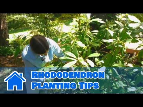 how to care for rhododendron bushes