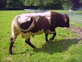 giant Bull giant Bull