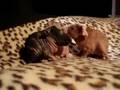 Skinny Pigs @ MNRarePets.com