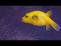 Diving In The Maldives 2