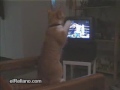 el gato boxeador
