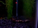 Dinosaur Bicher killing a tiger barb Dinosaur Bicher killing a tiger barb