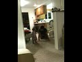 Future Olympic Gymnast