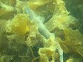 Kilary Fiord, Rosroe Pier, Dogfish