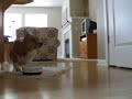 Sparky and his kibble dance