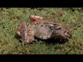 Frog freezes over the winter then comes back to life in the spring