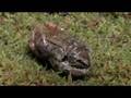 Frog awakens from winter freeze