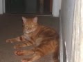 videos de Rusty and Rustina♥