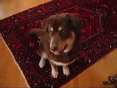Husky/Lab puppy Kenai’s tricks