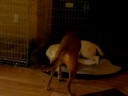 The Molly and Rocket Show, squeaky part 2 The Molly and Rocket Show, squeaky part 2