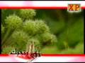 Islamic Anasheed