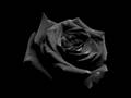 Black Rose Immortal (Part I) - Opeth
