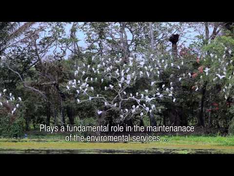 Video - The National Park KaaIya del Gran Chaco: the last opportunity for the South American Great Chaco