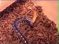 Young Scolopendra