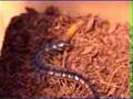Young Scolopendra