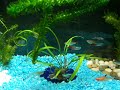 My 1st Community Tank