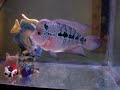 My latest flowerhorn
