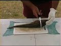 How to fillet a Flathead How to fillet a Flathead