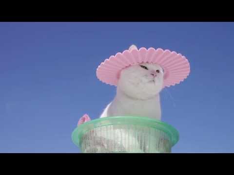 シャンプーハット Shampoo hat cat