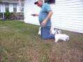 videos de 6 weeks - Cajun Clumbers