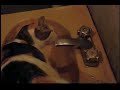 Mi gata bebiendo del lavabo Mi gata bebiendo del lavabo