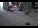 Ella Crawling to Daddy